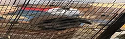 Mixed Breed rodents for sale: Boyce mini lop in Duns - Advert 3