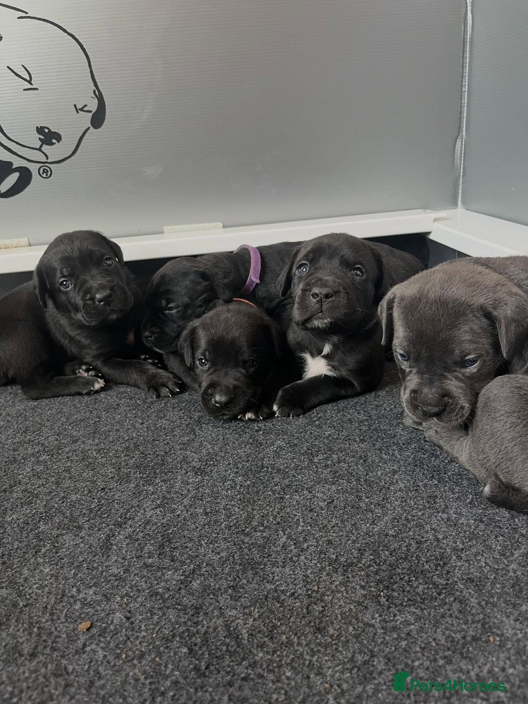 Cane Corso dogs for sale: Amazing Cane Corso puppies - Advert 5