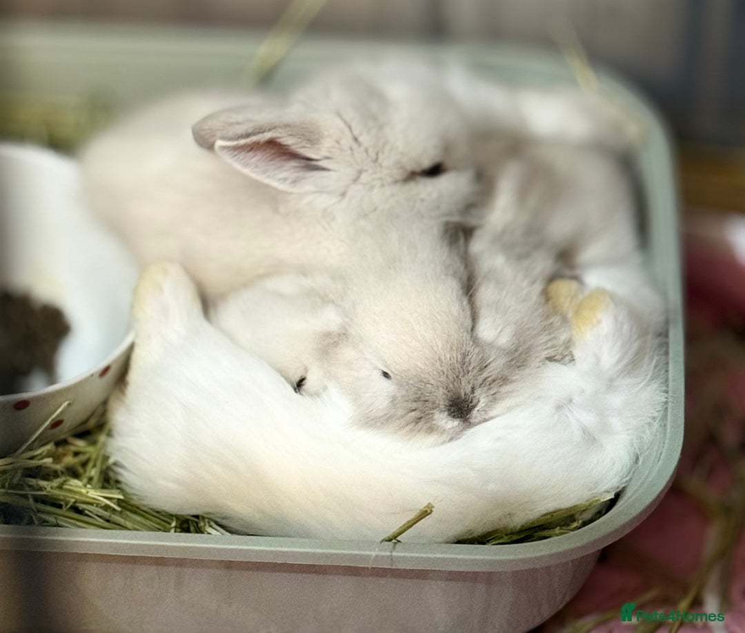 Lionhead rabbits for sale: 11 Double Maned Lionhead Babies For Sale - Advert 27