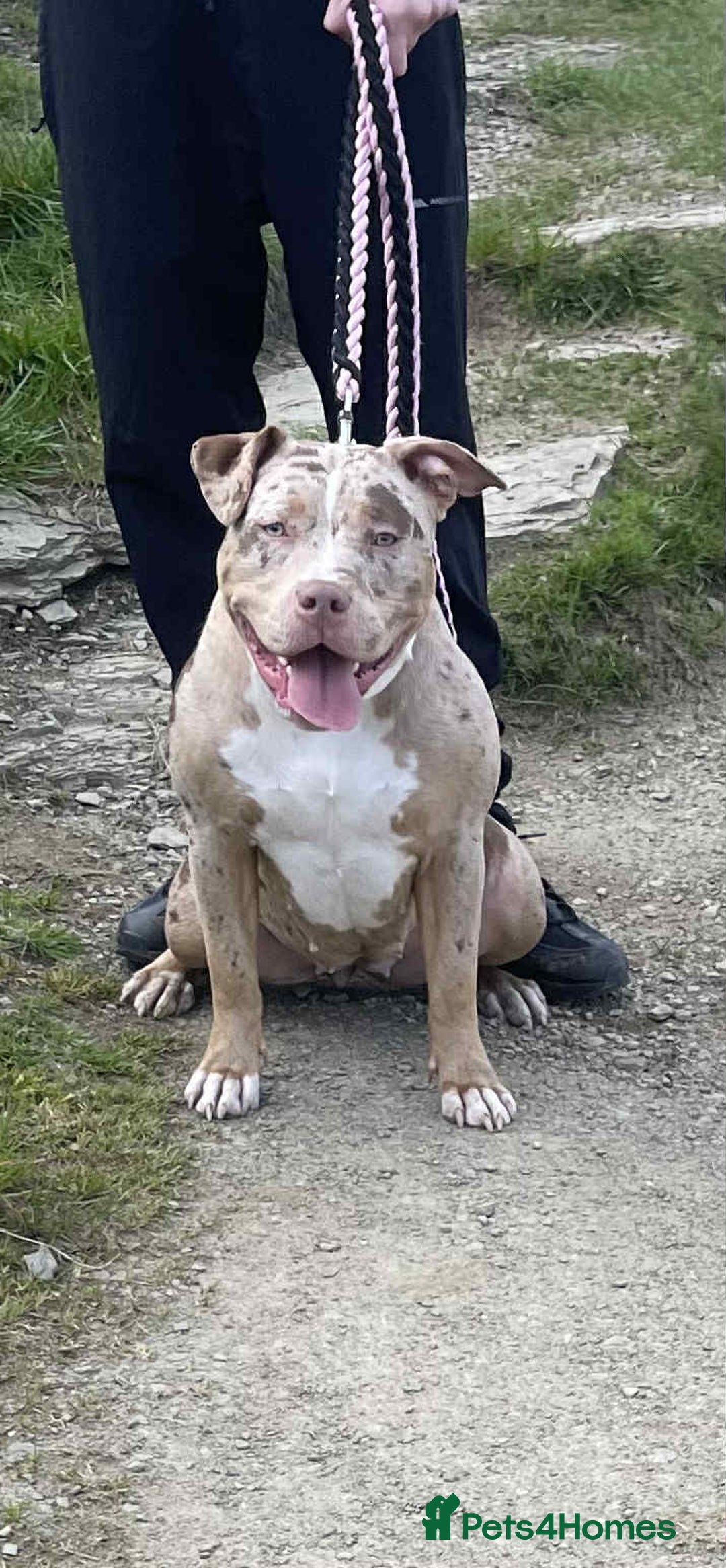 American Bully dogs for sale: Pocket x standard American bully - Advert 1