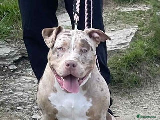 American Bully dogs Pocket x standard American bully - Advert 1