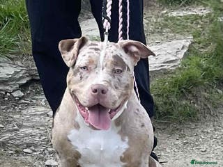 American Bully dogs Pocket x standard American bully - Advert 12