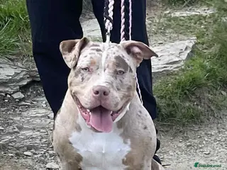 American Bully dogs Pocket x standard American bully - Advert 17