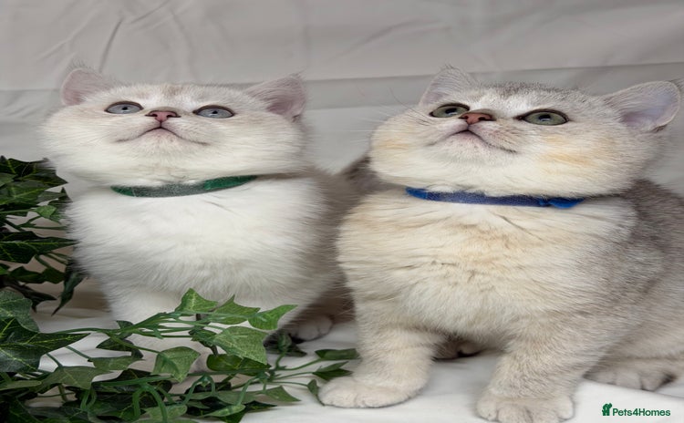 British Shorthair cats British shorthair kittens  silver/ golden TICA - Advert 3
