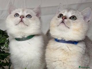 British Shorthair cats British shorthair kittens silver/ golden TICA - Advert 3