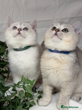 British Shorthair cats British shorthair kittens silver/ golden TICA - Advert 1