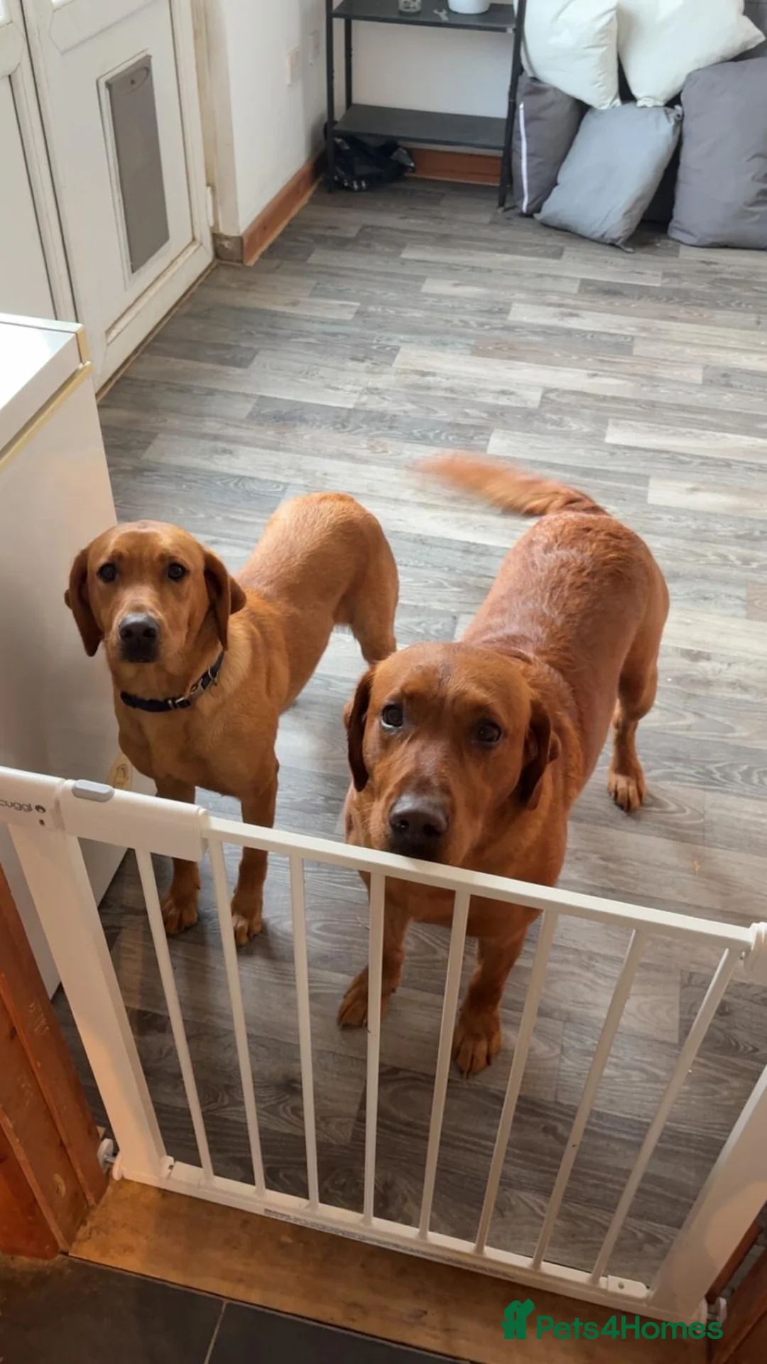 Labrador Retriever dogs for sale: Fox red Labrador puppies in Torpoint - Advert 13