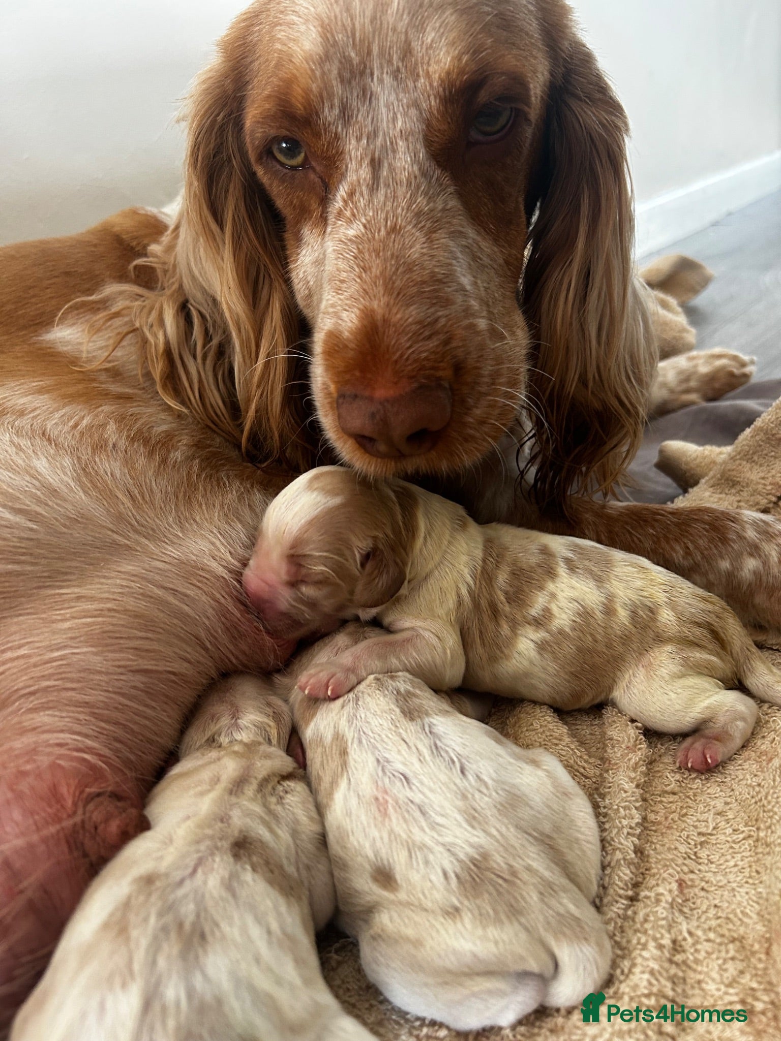 Cocker Spaniel dogs Stunning Cocker Spaniels  - Advert 1
