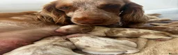 Cocker Spaniel dogs for sale: Stunning Cocker Spaniels  - Advert 15