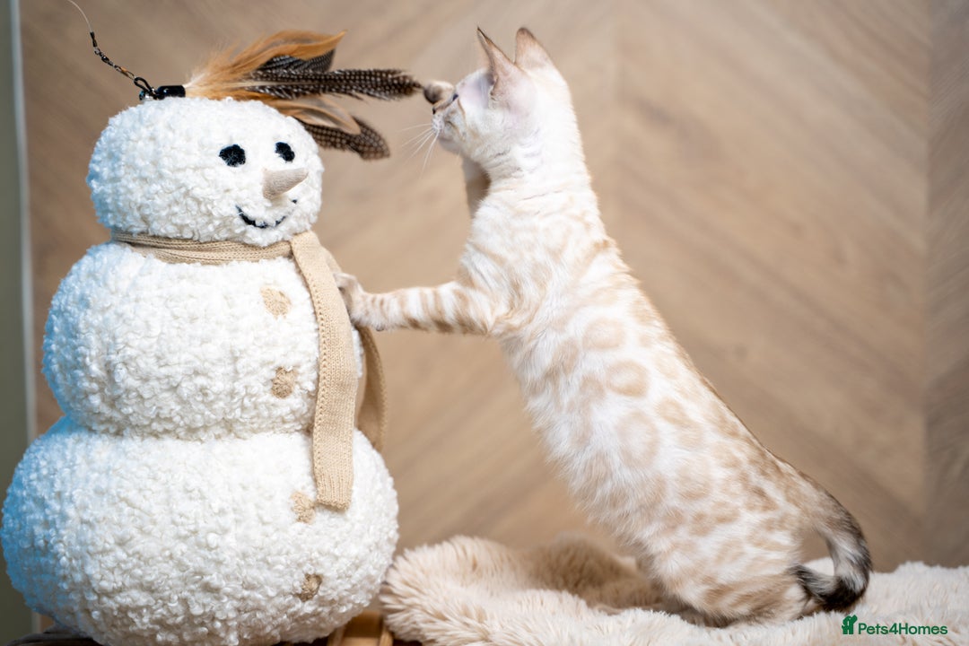 Bengal cats for sale: SNOW LYNX PURE BENGAL BOY-Frankie-Top Personality - Advert 7