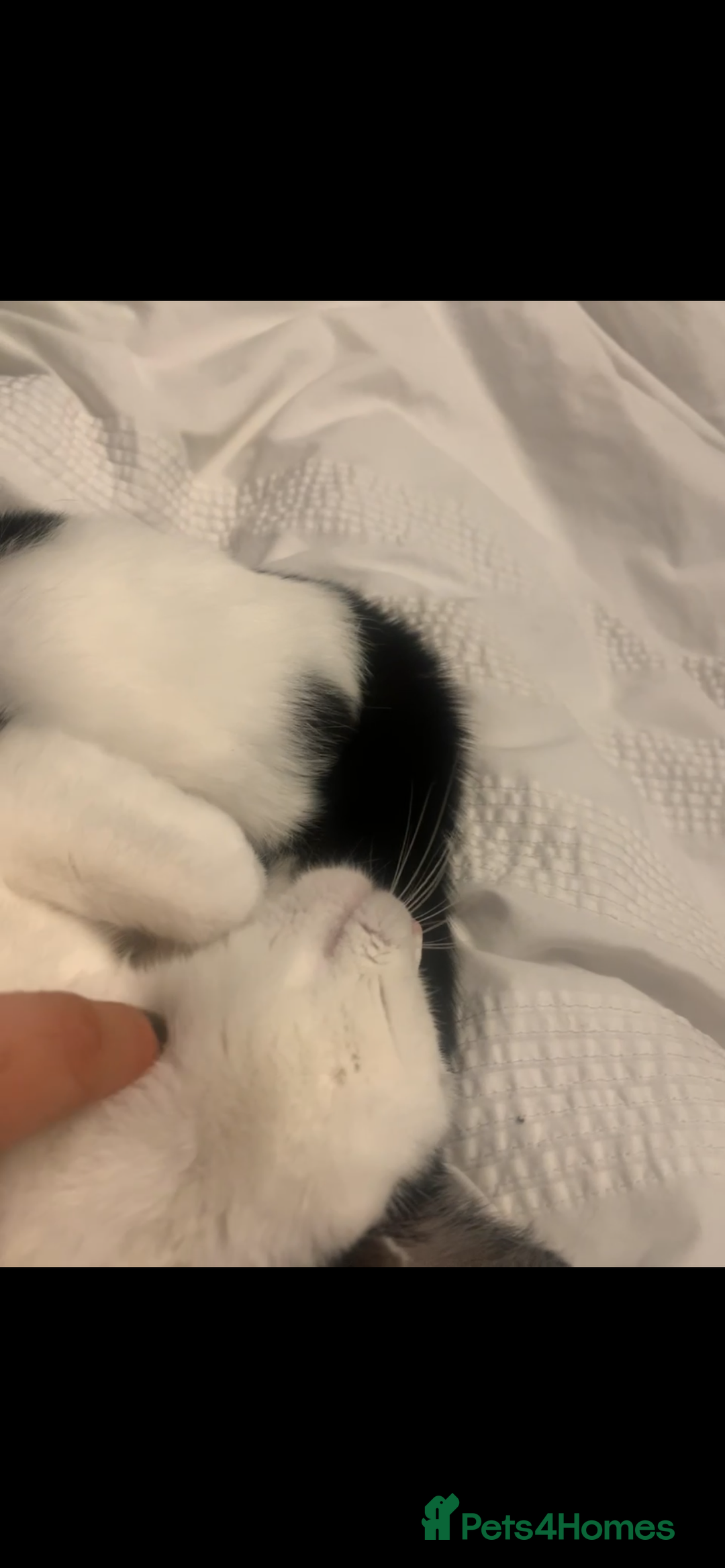 Domestic Shorthair cats for sale: Free to a loving home  - Image 10