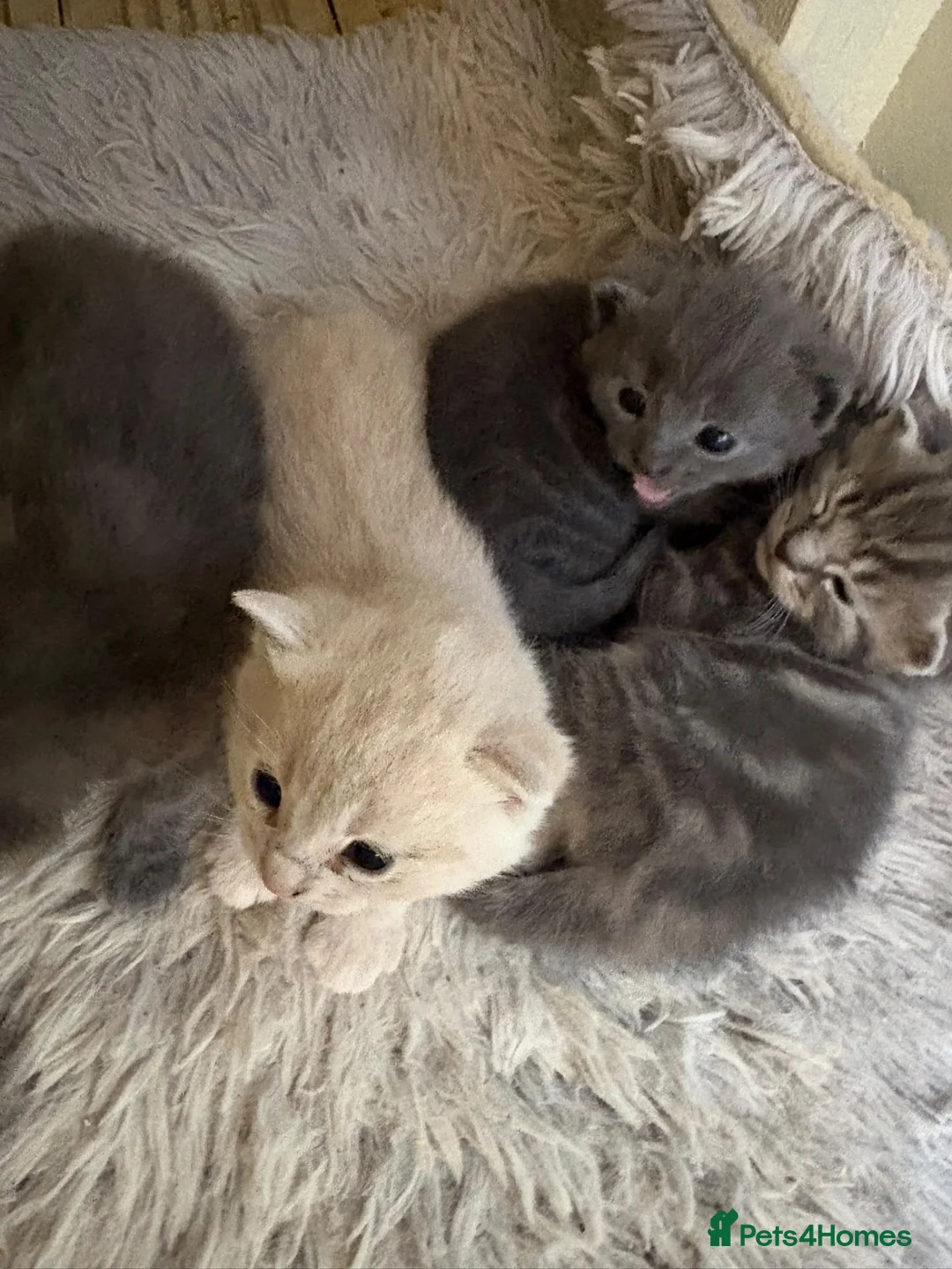Mixed Breed cats for sale: Kittens  - Advert 8