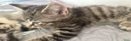 Mixed Breed cats for sale: Stunning Kittens looking for their forever homes - Advert 4