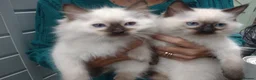 Ragdoll cats for sale: Snowballs Kittens - Advert 7