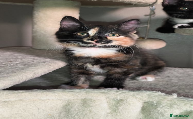 Mixed Breed cats - Advert 15