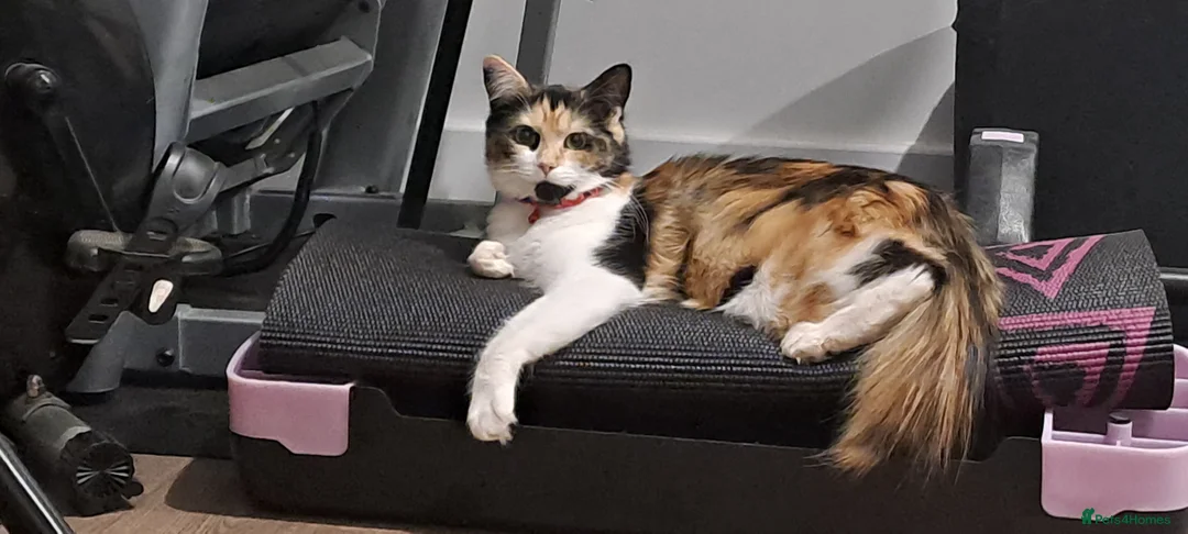 Mixed Breed cats for sale: Kittens in Loughborough - Advert 2