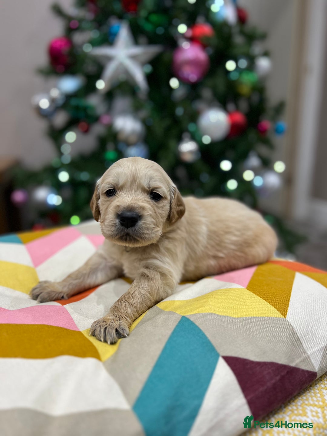 Golden Retriever dogs for sale:  Golden Retriever Puppies – KC Registered - Advert 9