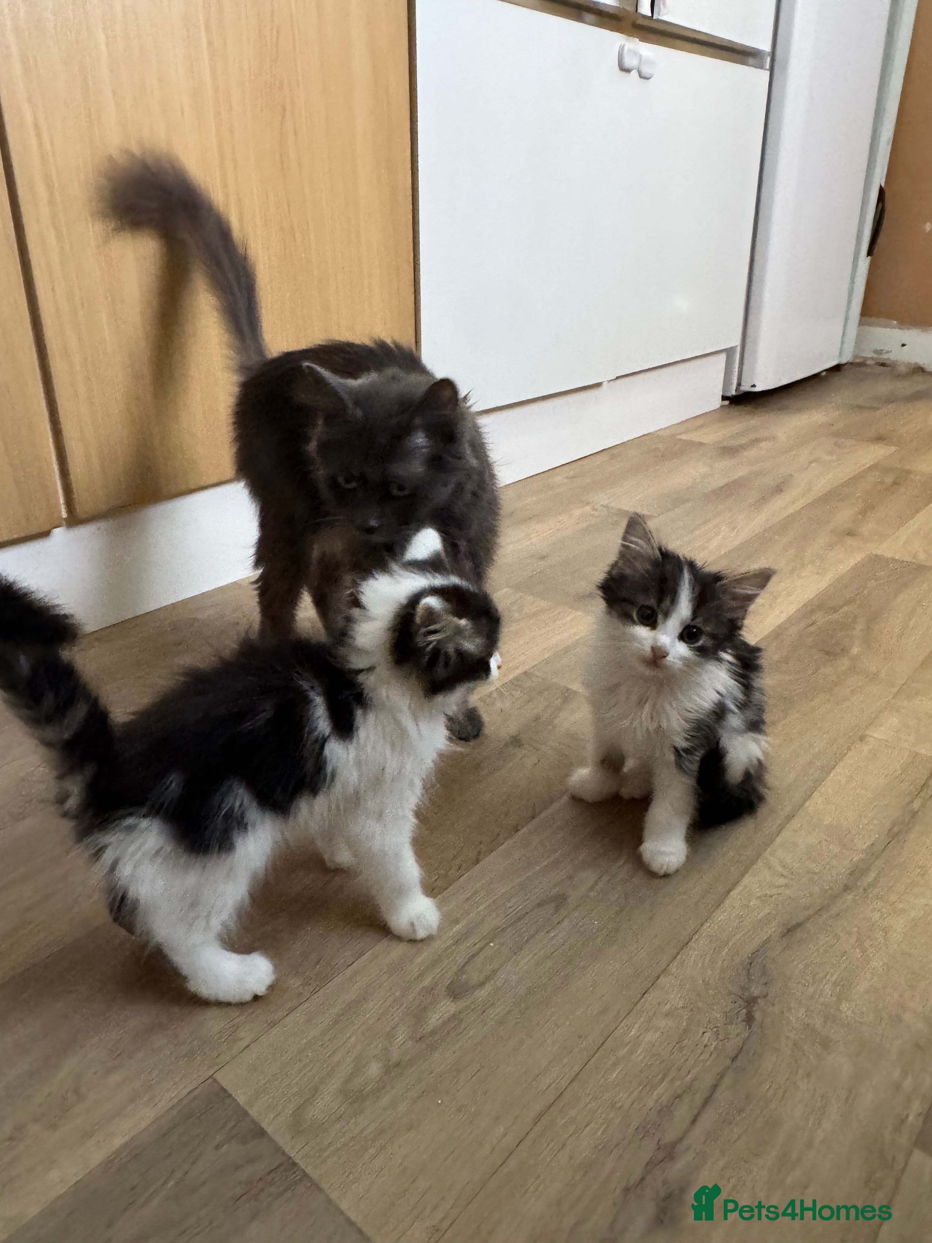 Mixed Breed cats Beautiful fluffy kittens  - Advert 2