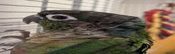 Conures birds for sale: Loving 5-Month old Green Cheek Conure (Pippin) - Advert 9