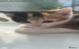 Mixed Breed cats for sale: Kittens  - Image 11