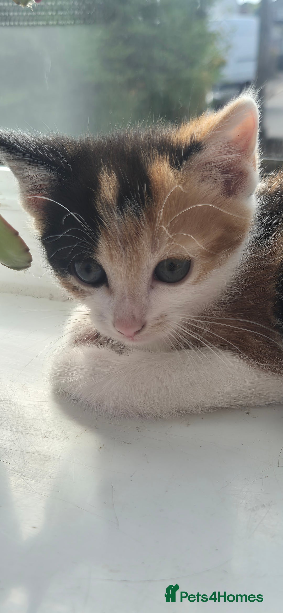Mixed Breed cats for sale: Kittens  - Image 11