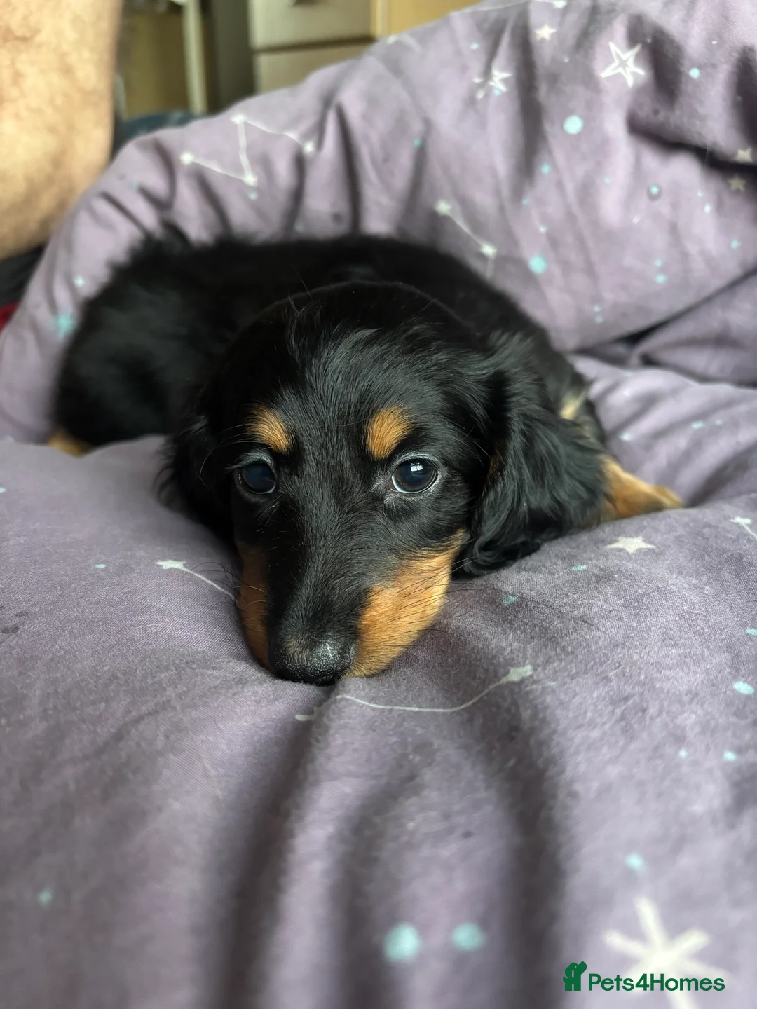 Miniature Dachshund dogs for sale: Miniature long haired dachshund  - Advert 4