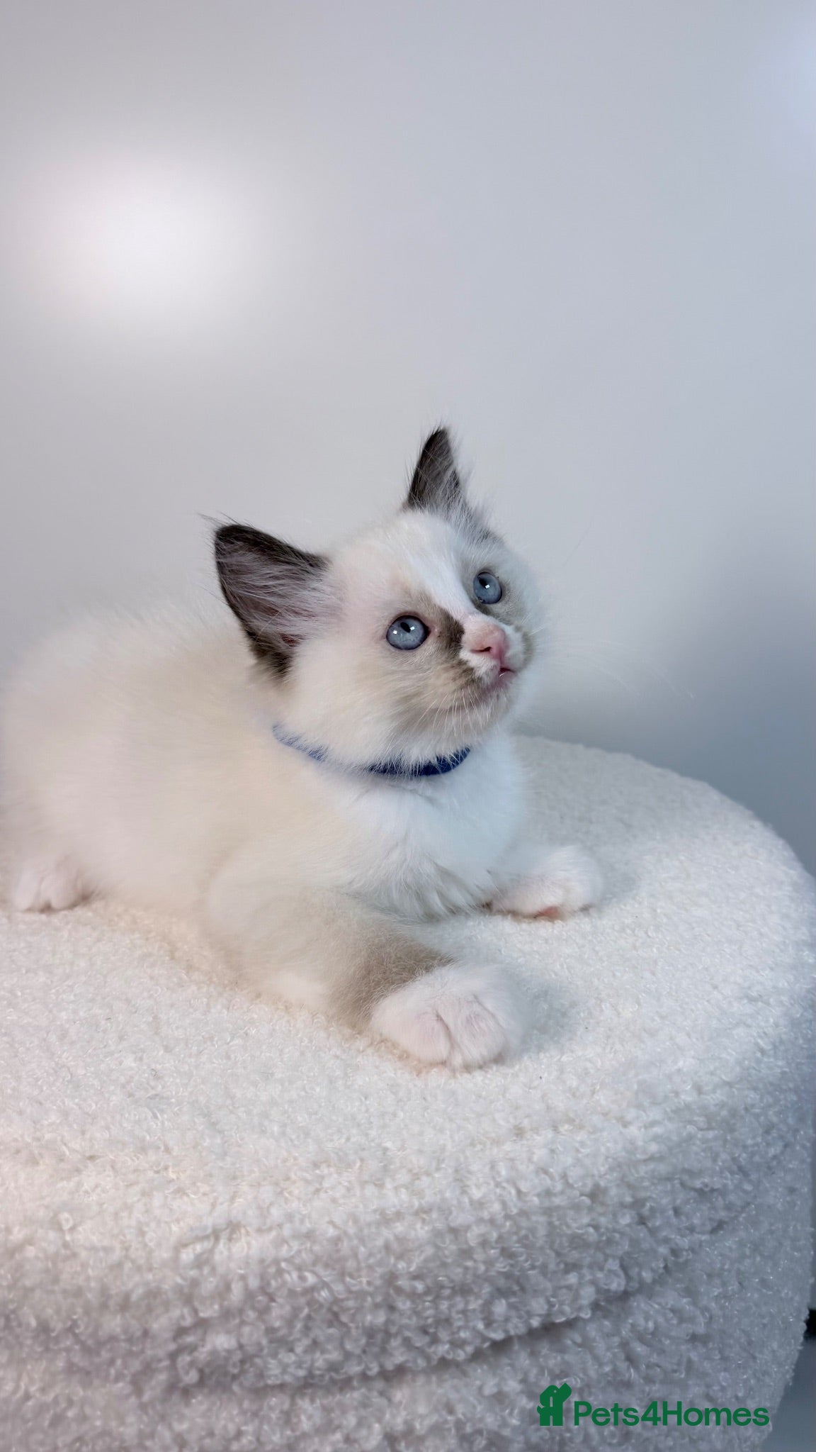 Ragdoll cats GCCF Ragdoll Sealpoint Mitted kitten - Advert 1
