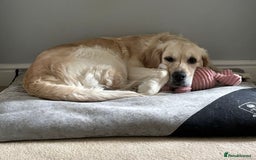 Golden Retriever dogs for sale: Quality KC golden retriever puppies  - Image 2