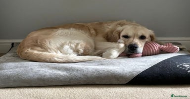 Golden Retriever dogs - Advert 8