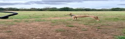 Whippet dogs for sale: Whippet x greyhound  - Advert 2