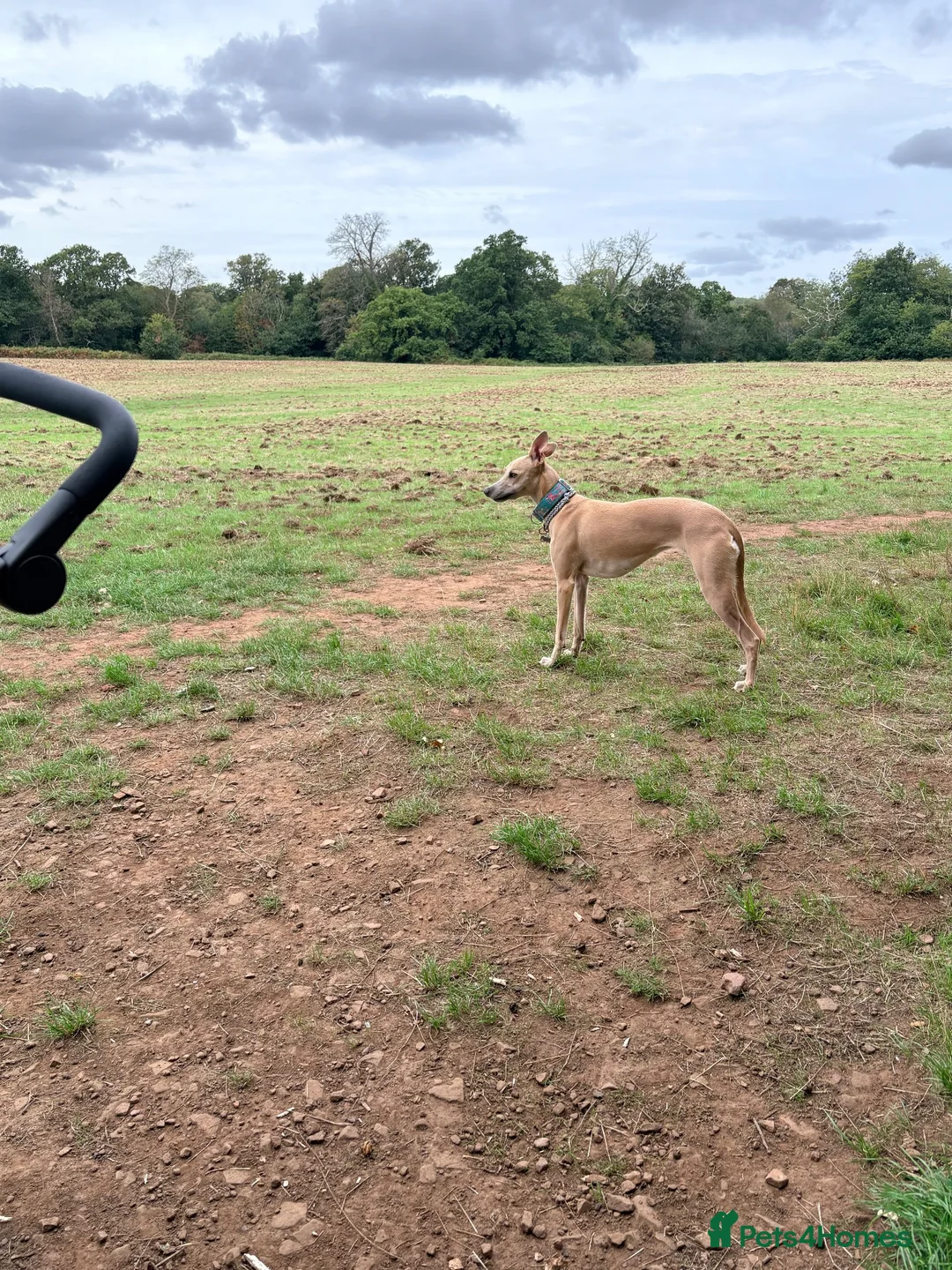 Whippet dogs for sale: Whippet x greyhound  - Advert 2