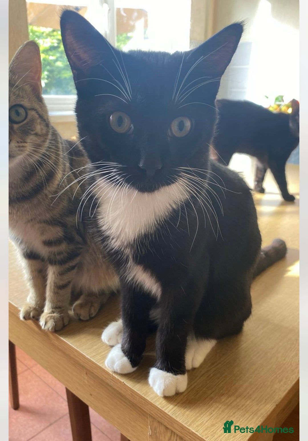 Mixed Breed cats for sale: 2 beautiful black and white cats available  - Image 2