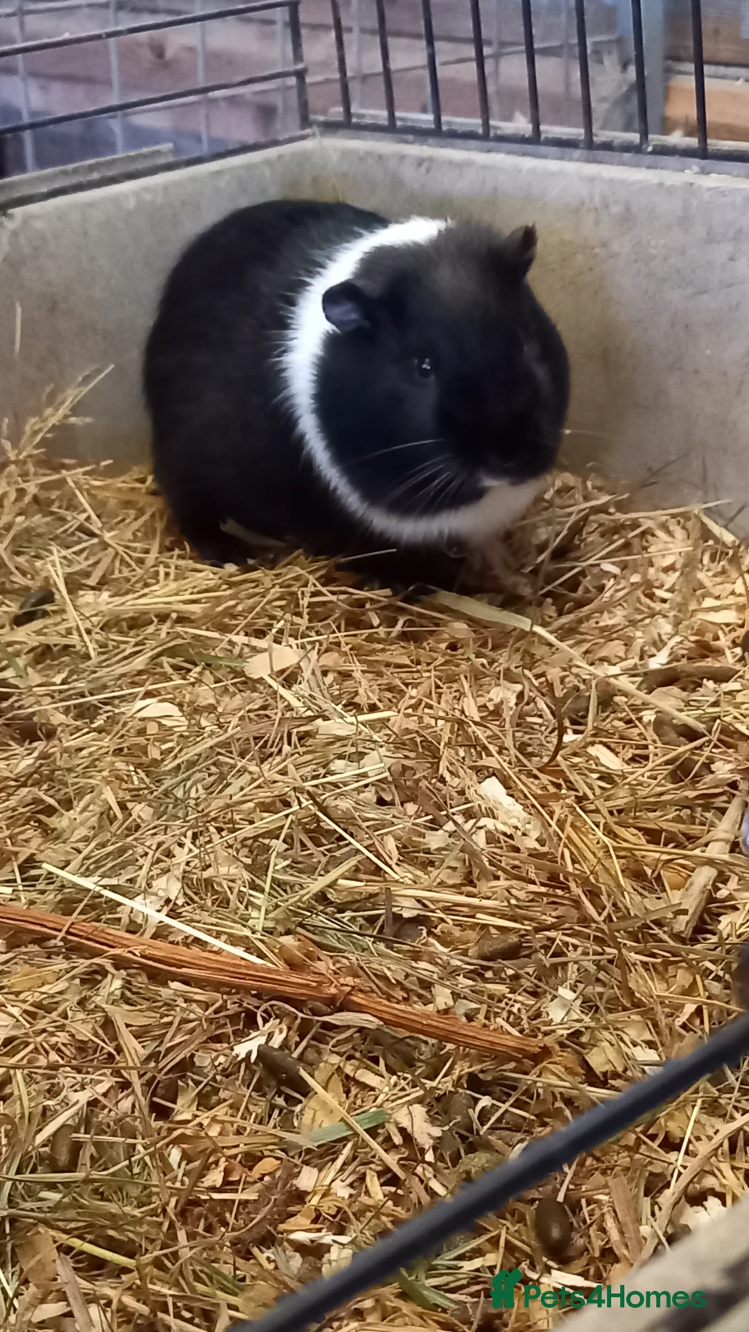Guinea Pig rodents for sale: Male Guinea Pig for Sale - Advert 2