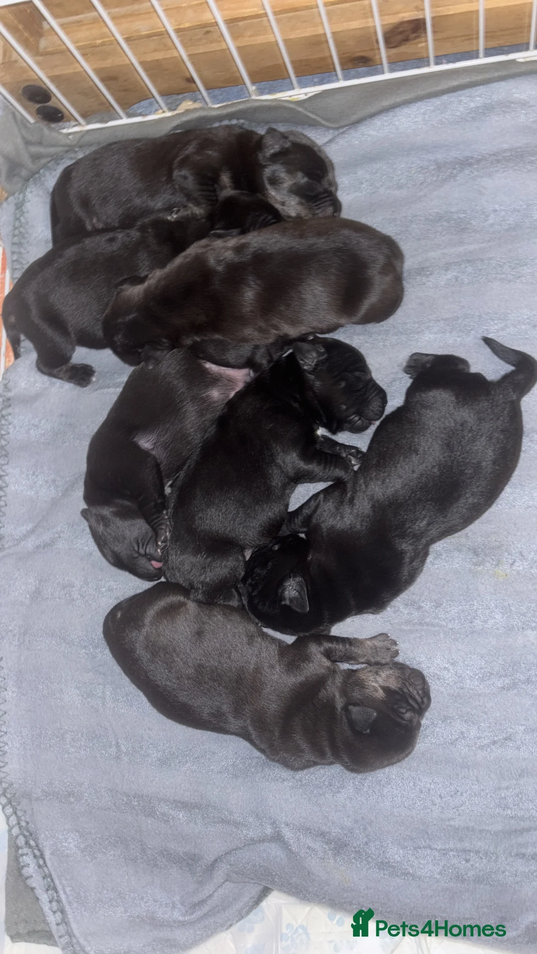 Cane Corso dogs for sale: 7 beautiful cane corso puppies  - Advert 5