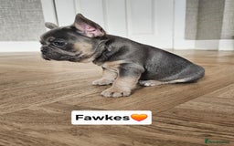 French Bulldog dogs for sale: French bulldog pups  - Image 8