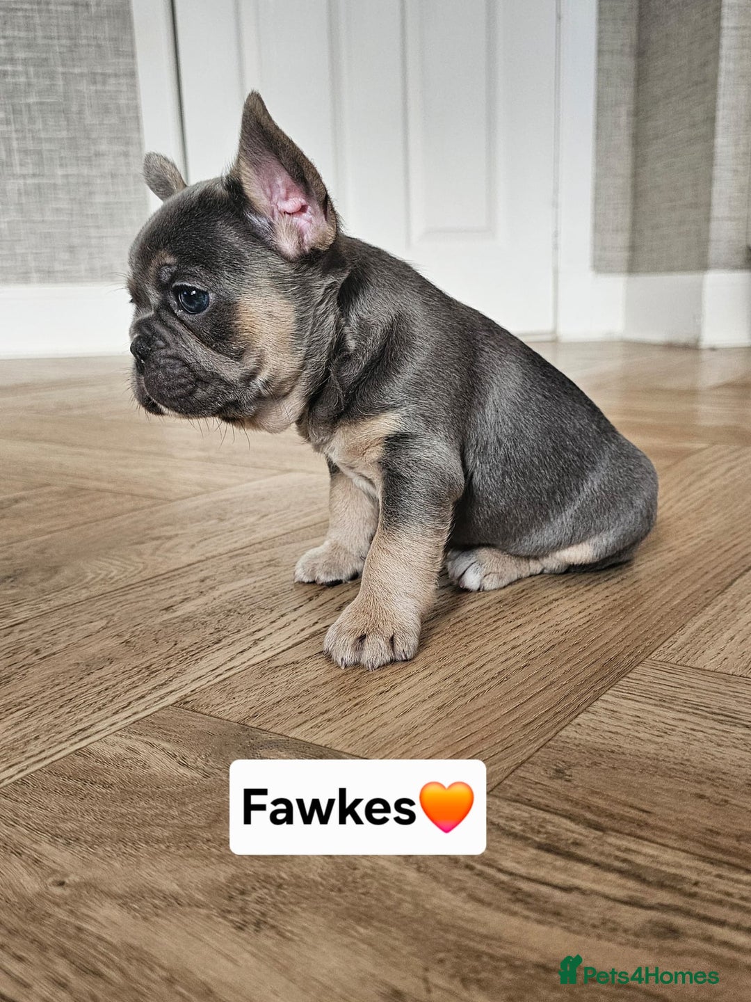 French Bulldog dogs for sale: French bulldog pups  - Image 8