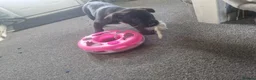 Mixed Breed dogs for sale: AVALIABLE husky cross staff  in Manchester - Advert 2