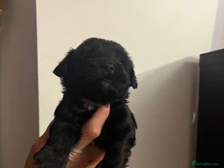 Jack Russell dogs JackRussell Puppy’s - Advert 2