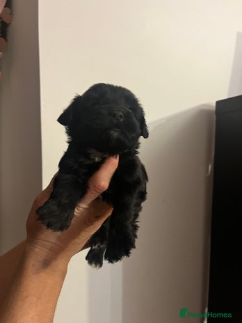 Jack Russell dogs JackRussell Puppy’s - Advert 1