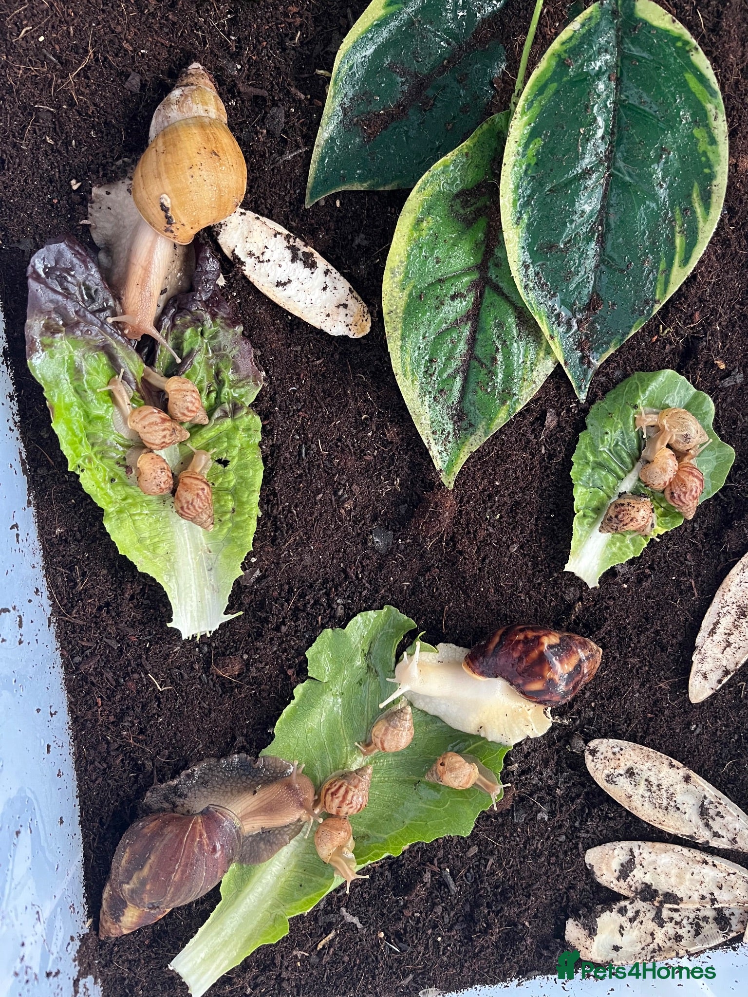 Snails invertebrates 12 healthy baby giant African land snail baby’s  - Advert 9
