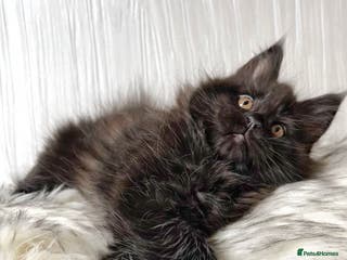 Maine Coon cats Maine coon kittens chocolate and blue girl left - Advert 10