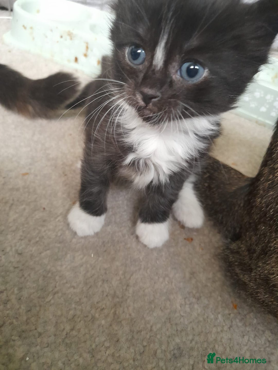 Bengal cats for sale: Looking for homes  - Advert 6