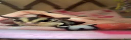 Sugar Glider rodents for sale: Female sugar gliders  in Camberley - Advert 4