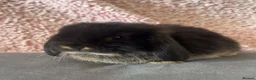 Mini Lop rabbits for sale: Mini Lop Babbies in Rochdale - Advert 8