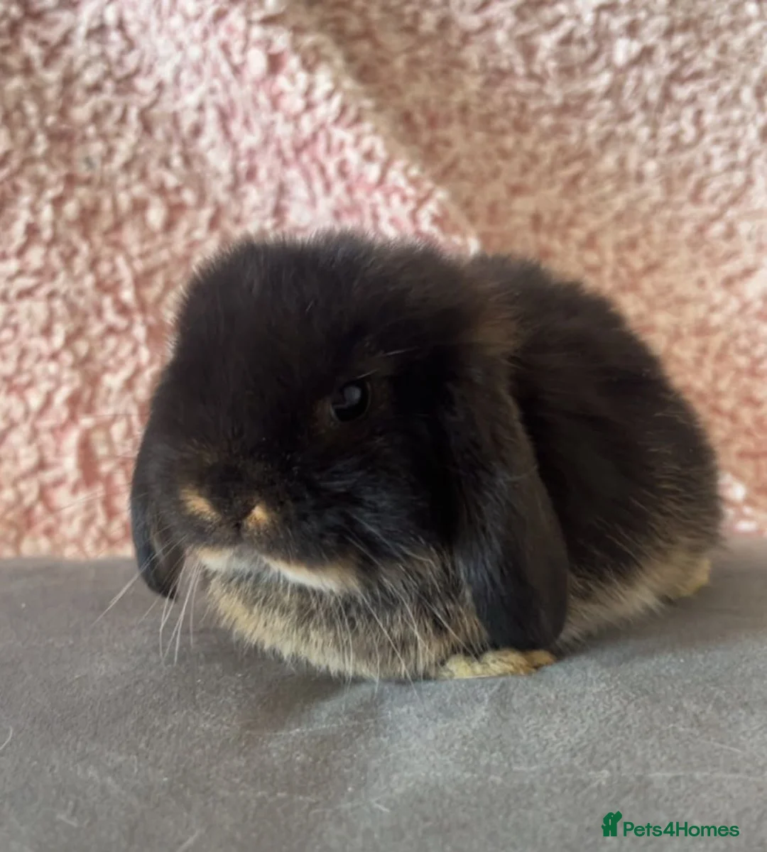 Mini Lop rabbits for sale: Mini Lop Babbies in Rochdale - Advert 8