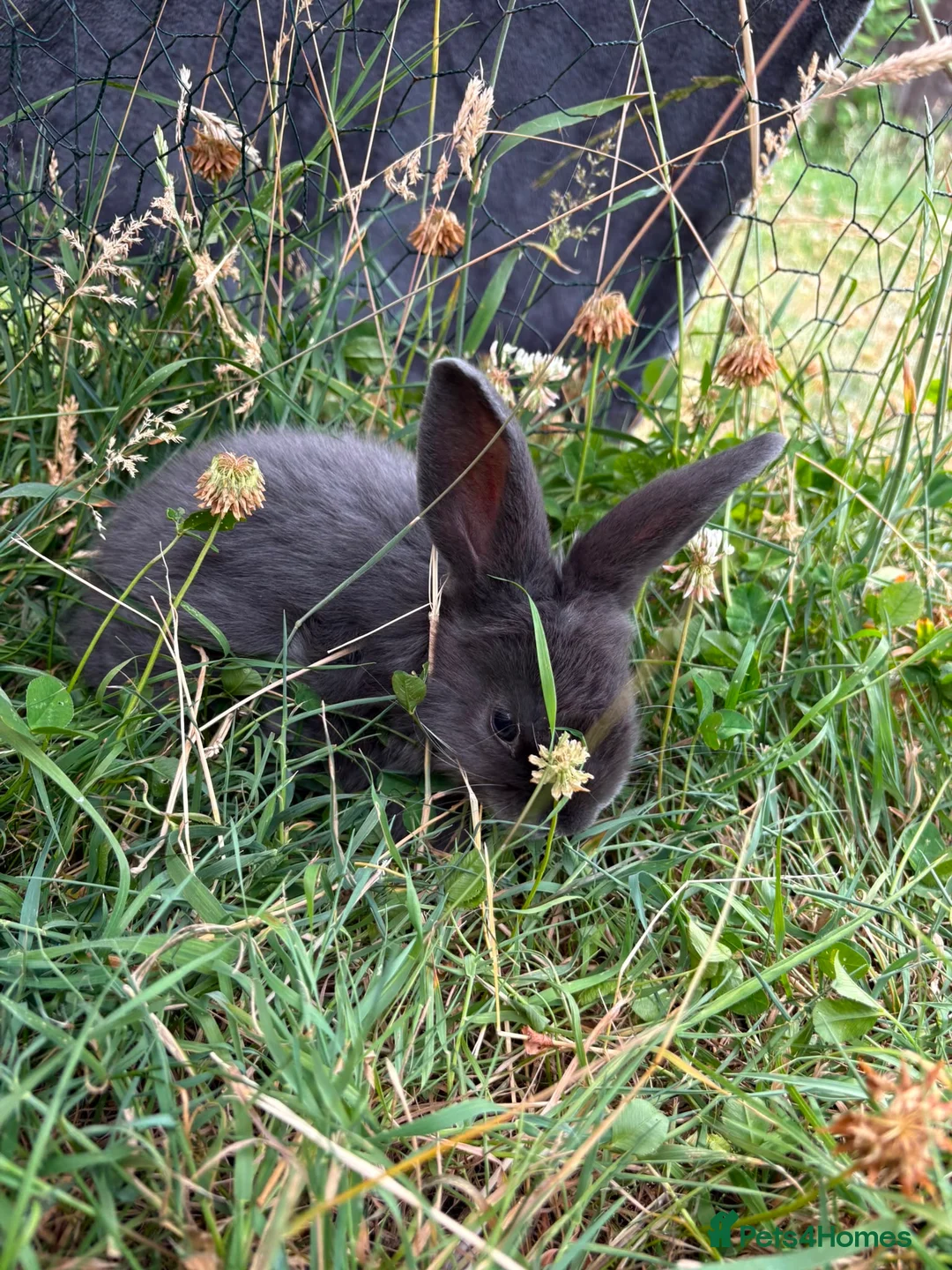 Mixed Breed rabbits for sale: Rabbits - Advert 4