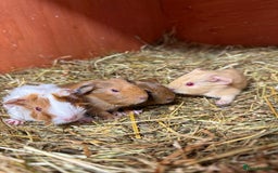 Guinea Pig rodents for sale: Baby guinea pigs for sale! - Image 1