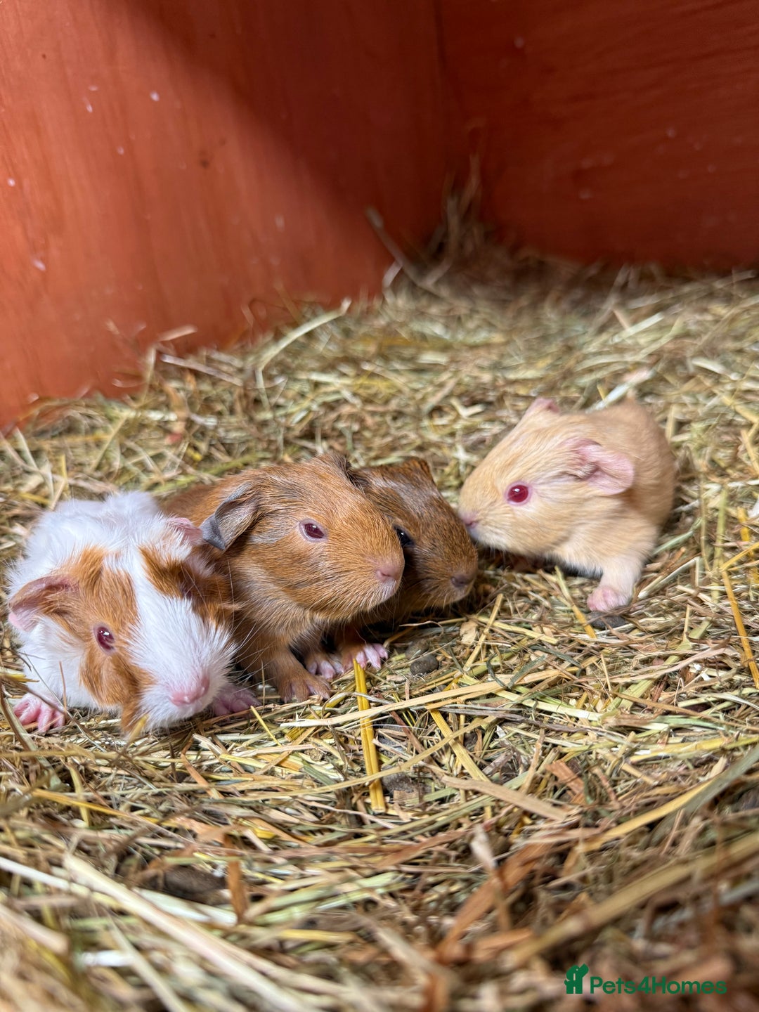 Guinea Pig rodents for sale: Baby guinea pigs for sale! - Image 1