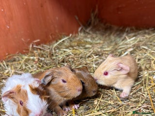 Guinea Pig rodents - Advert 23