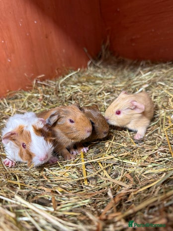 Guinea Pig rodents - Advert 3